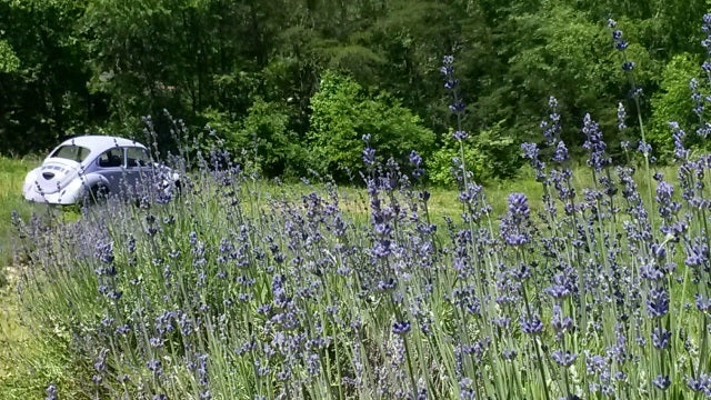 Lavender Sachet - Hambly Lavender Farm