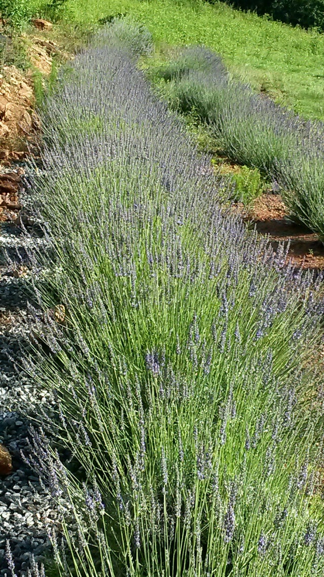 On Sale! Grosso lavender bundles – Graysmarsh Farm Inc.