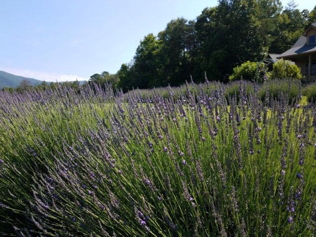 Lavender Sachet - Hambly Lavender Farm